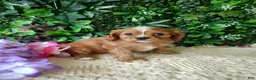 Cavalier King Charles Spaniel dogs for sale: Trixie  - Ad 9