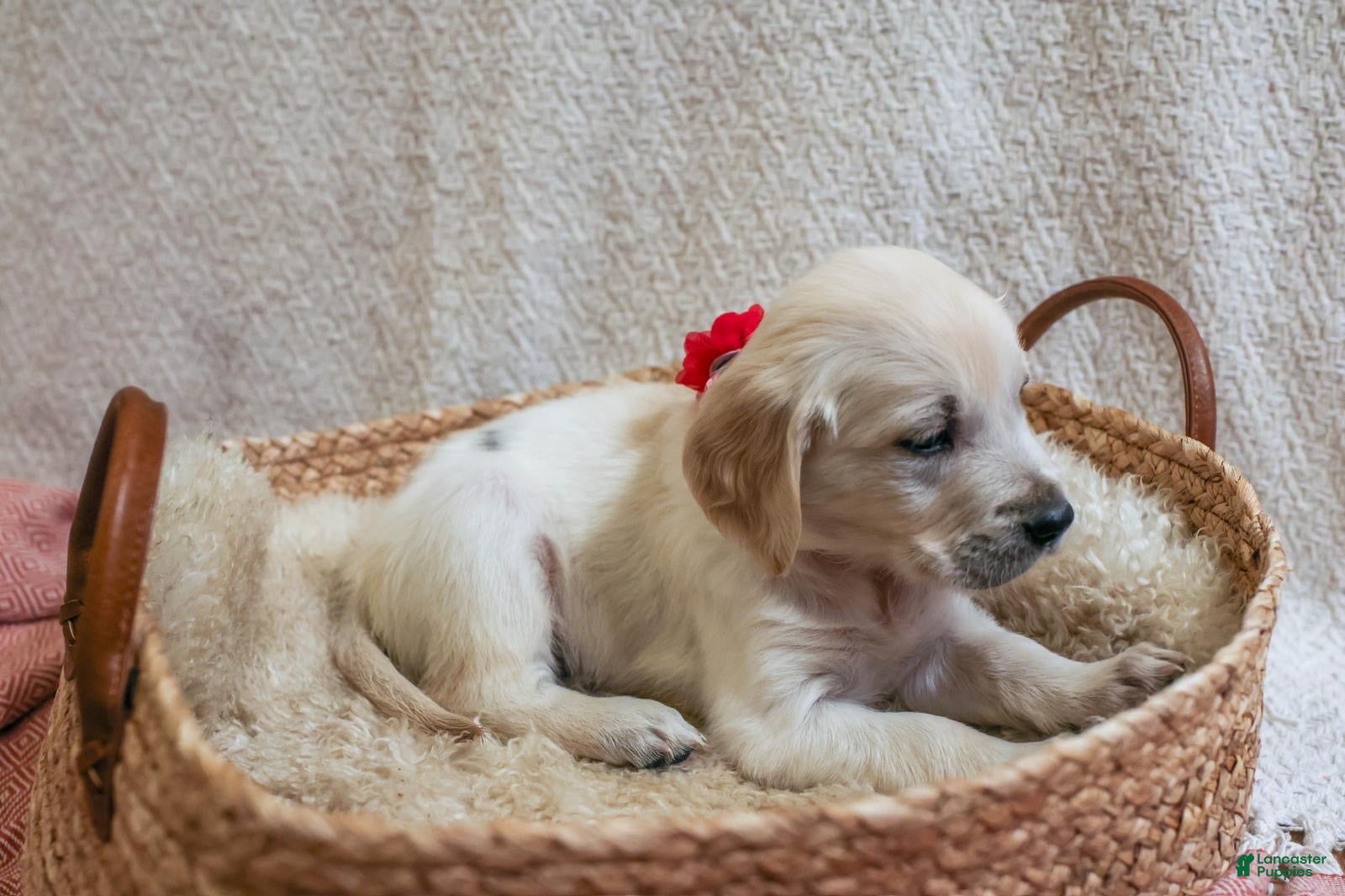 Golden Retriever dogs Poppyseed  - Ad 24