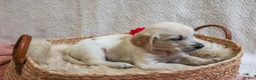 Golden Retriever dogs for sale: Poppyseed  - Ad 1