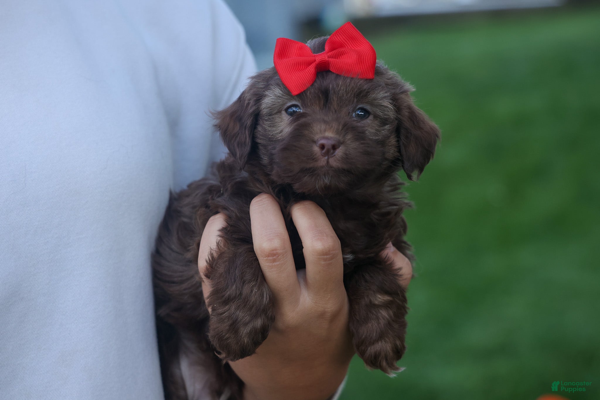 Havapoo dogs OLIVER - Ad 2