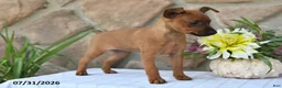 Miniature Pinscher dogs for sale: Taffy - Ad 4