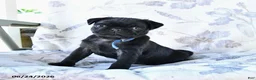Pug dogs for sale: Marcas - Ad 3