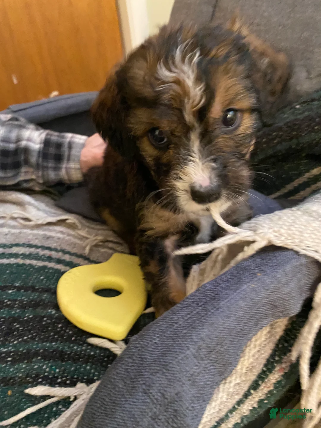 Bernedoodle dogs for sale: Bernedoodle Puppy 10 - Ad 8