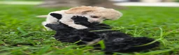 Toy Poodle dogs for sale: AKC Toy Poodle - Ad 5