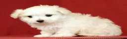 Maltese dogs for sale: Luke - Ad 3
