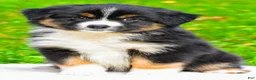 Miniature Australian Shepherd dogs for sale: Joy - Ad 3