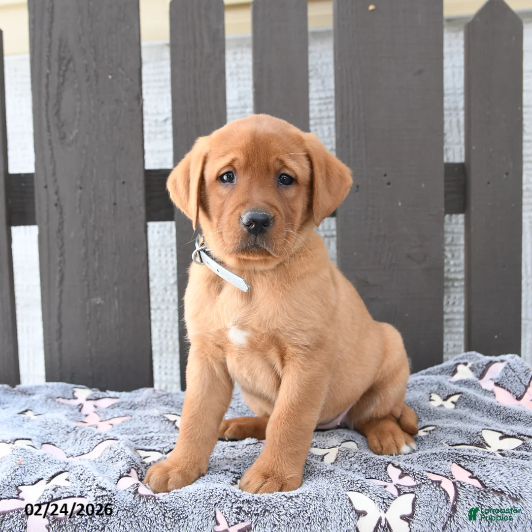 Labrador Retriever dogs for sale: Sadie - Ad 3