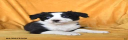 Border Collie dogs for sale: Wheat - Ad 3