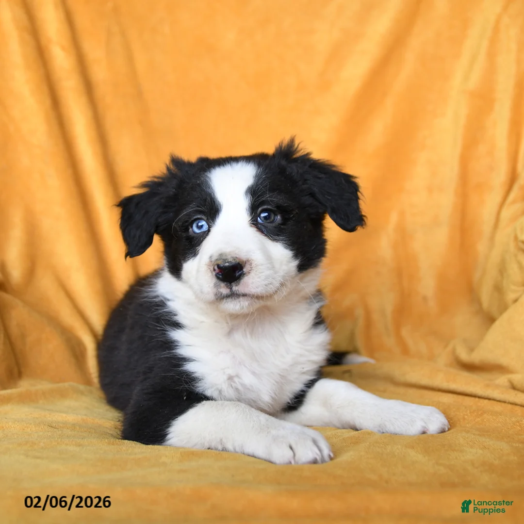 Border Collie dogs for sale: Wheat - Ad 3