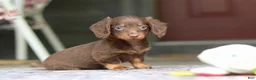 Miniature Dachshund dogs for sale: Landry - Ad 8