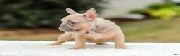 French Bulldog dogs for sale: Nash - Ad 4