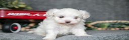 Maltese dogs for sale: Snowball - Ad 3