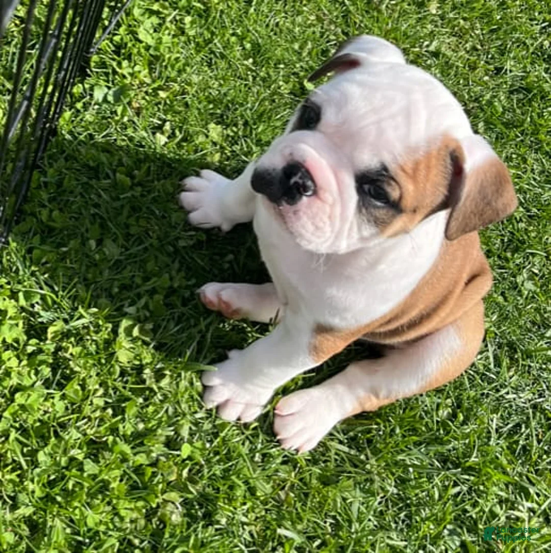 Gallery Image {{count}}