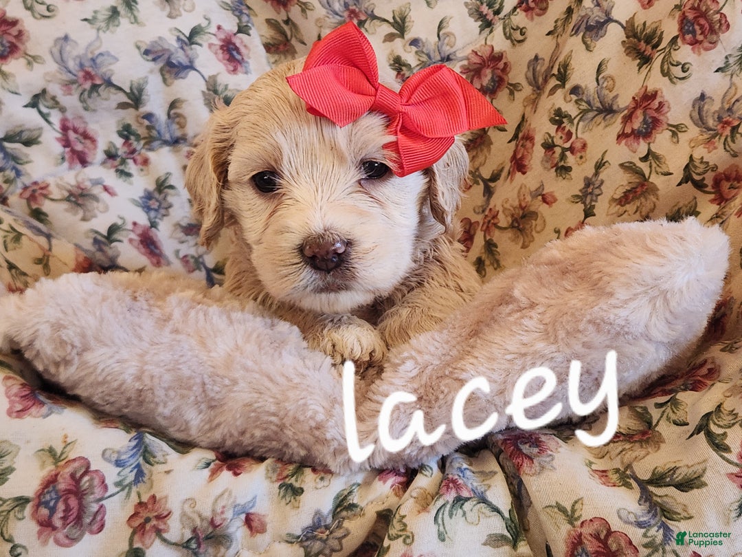 Mixed Breed dogs for sale: Lacey - Ad 1