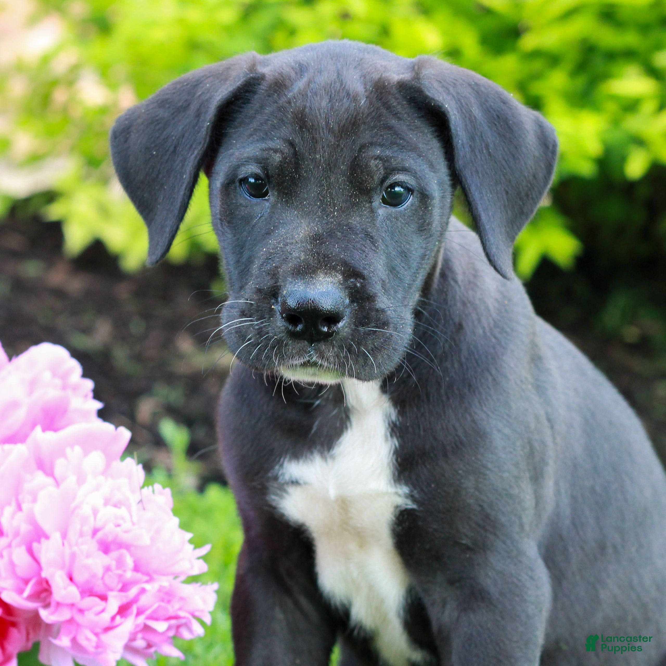 Great Dane dogs Rex  - Ad 1