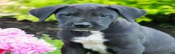 Great Dane dogs for sale: Rex  - Ad 3