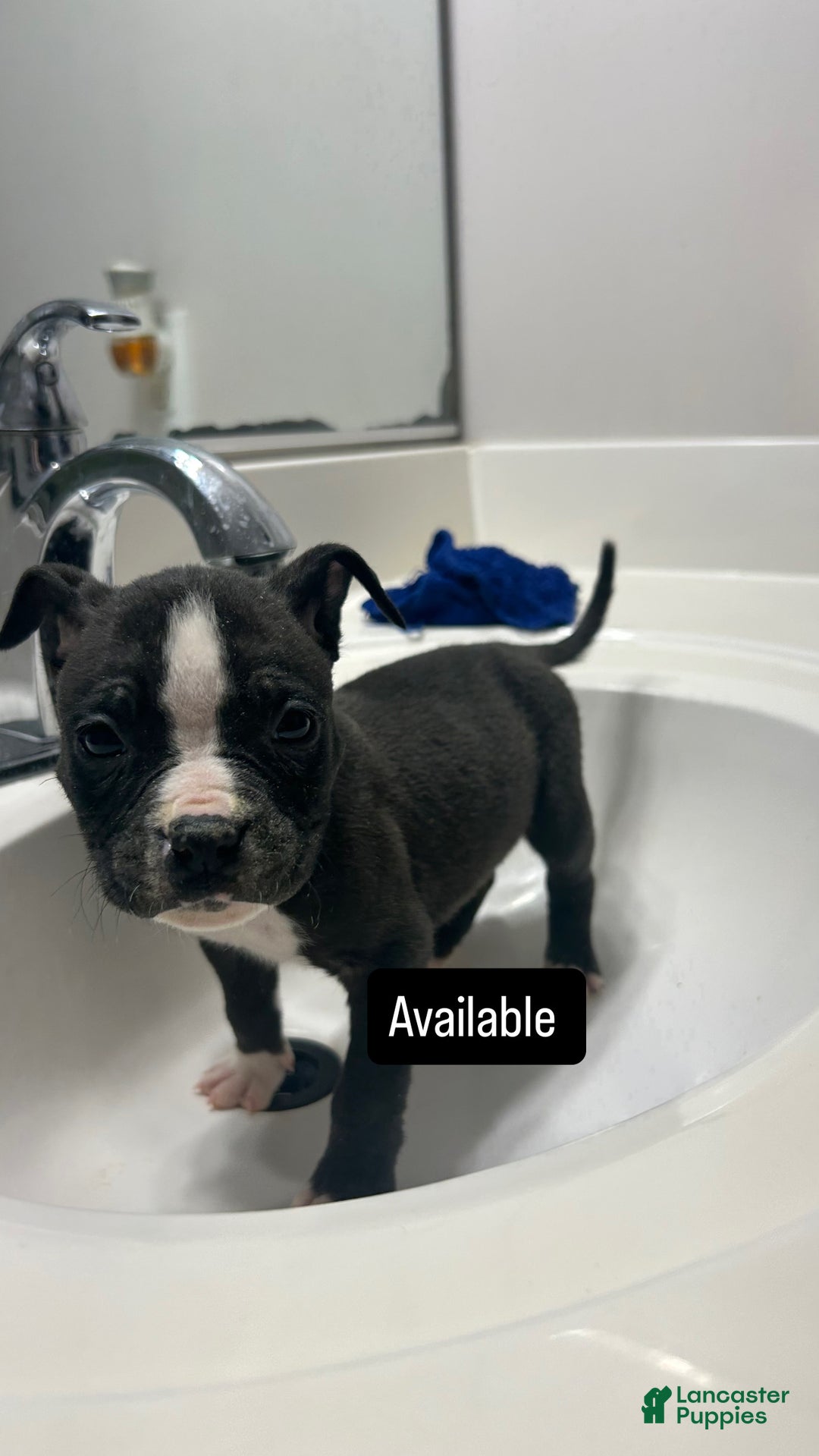 Mixed Breed dogs for sale: Alapaha Bully  - Ad 2