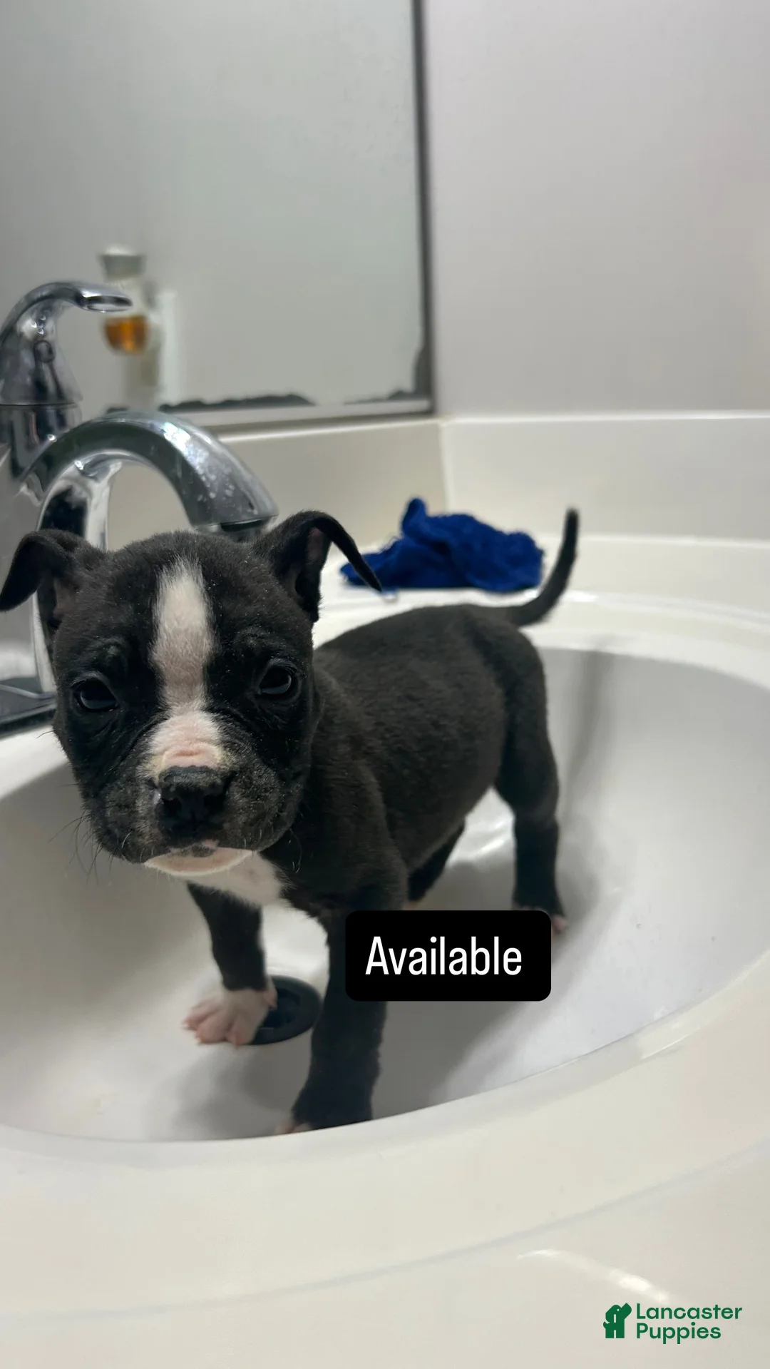 Mixed Breed dogs for sale: Alapaha Bully  - Ad 2