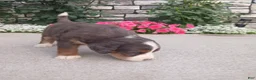 Bernedoodle dogs for sale: Lillie - Ad 4