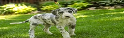 Great Dane dogs for sale: Stella - Ad 3
