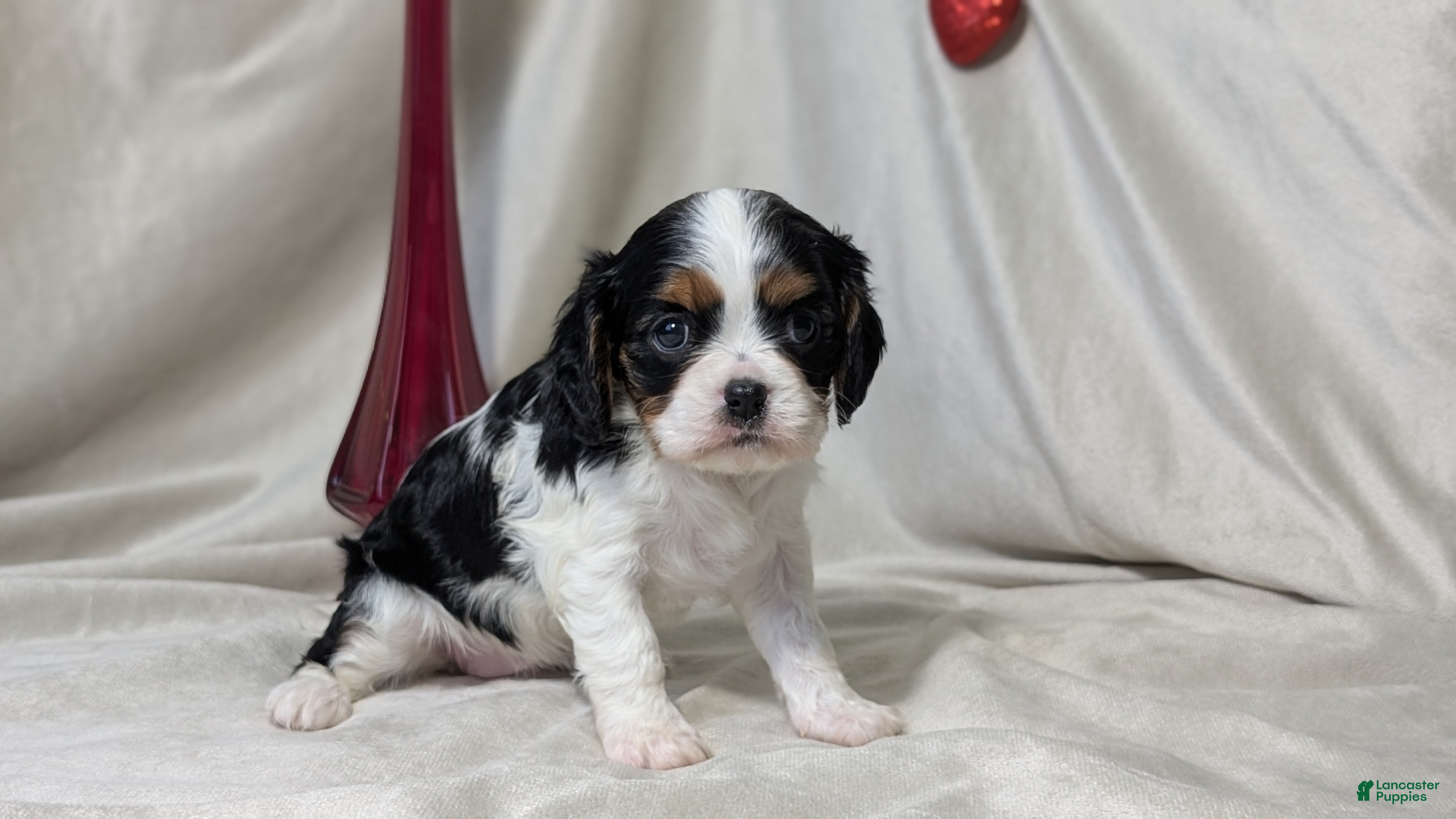 Cavalier King Charles Spaniel dogs Ruby - Ad 2