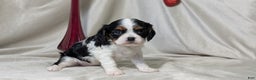 Cavalier King Charles Spaniel dogs for sale: Ruby - Ad 2