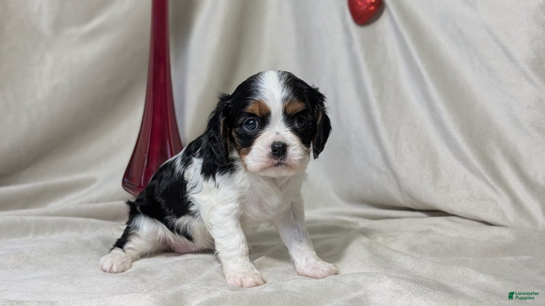 Cavalier King Charles Spaniel dogs for sale: Ruby - Ad 2