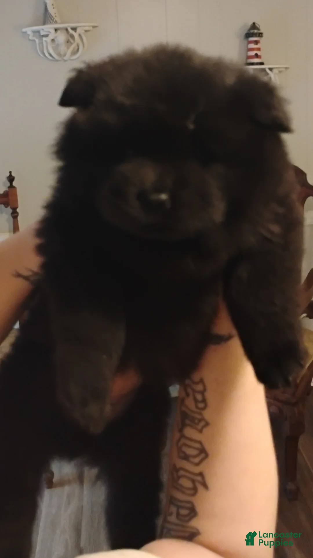 Chow Chow dogs for sale: Midnite & smoke  - Ad 2