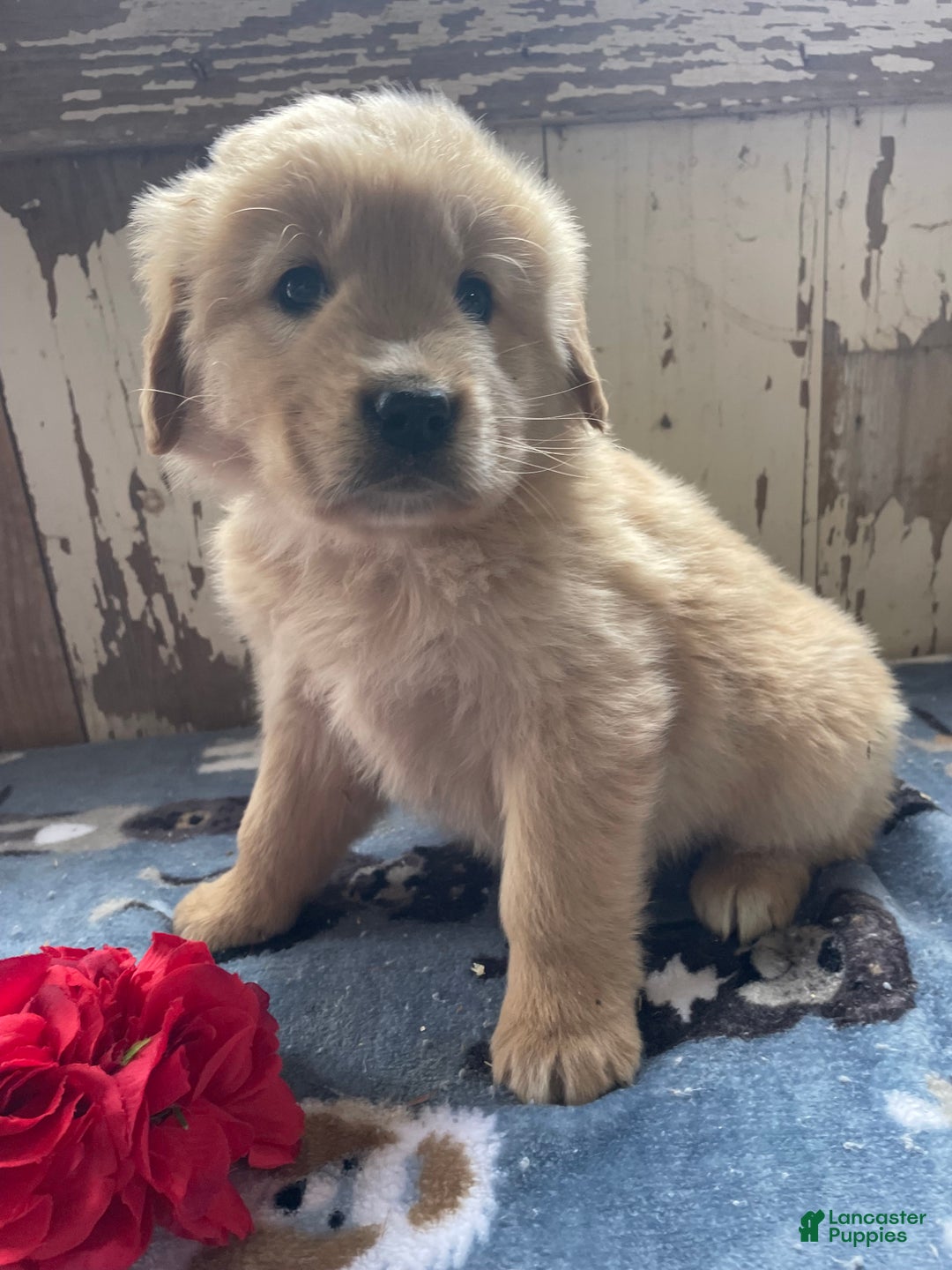 Mixed Breed dogs for sale: Maverick - Ad 1