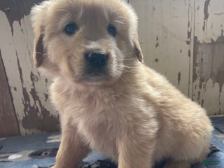 Mixed Breed dogs Maverick - Ad 4