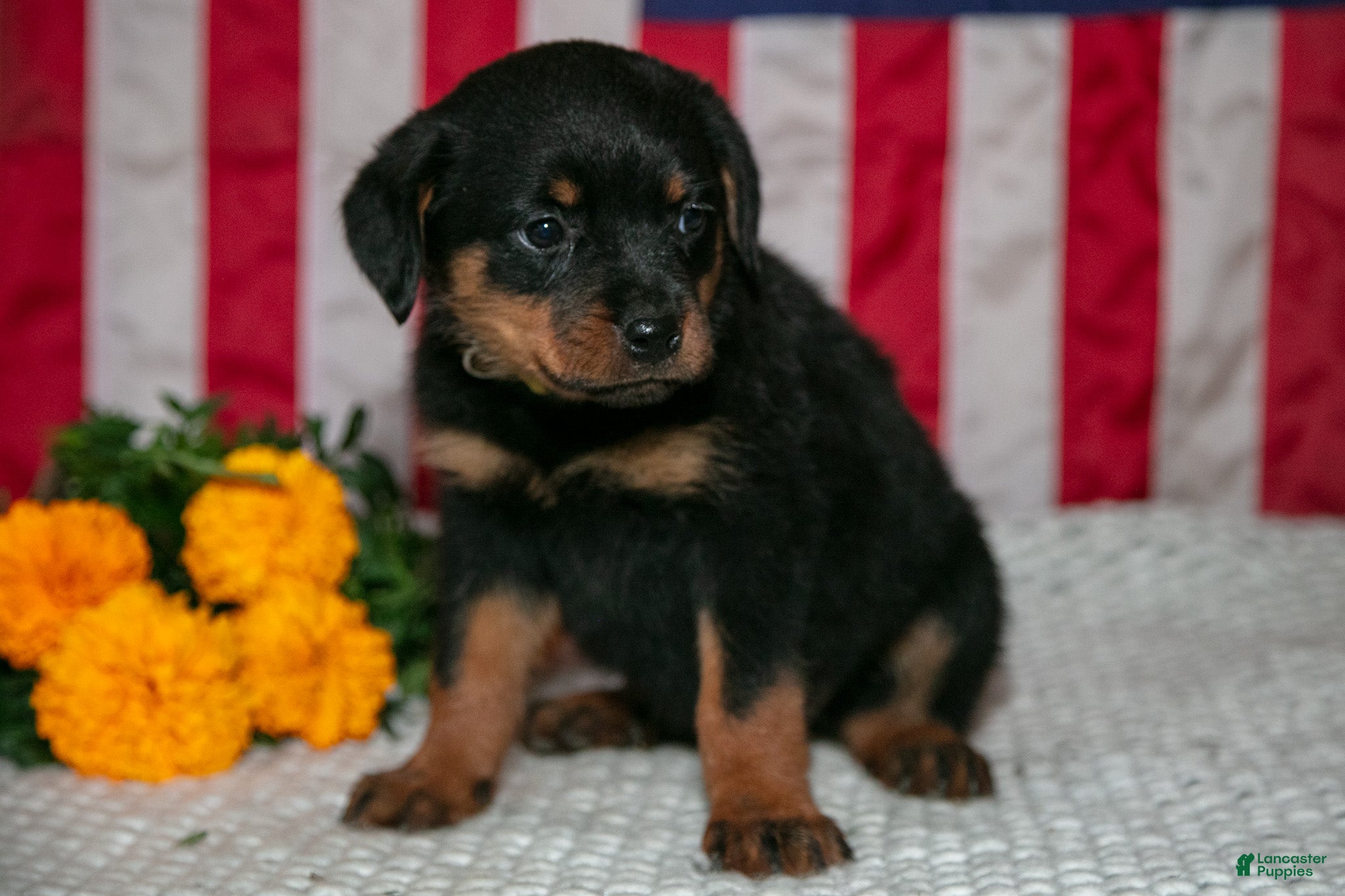 Rottweiler dogs Tippy - Ad 1