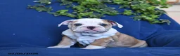 English Bulldog dogs for sale: Fawn - Ad 5