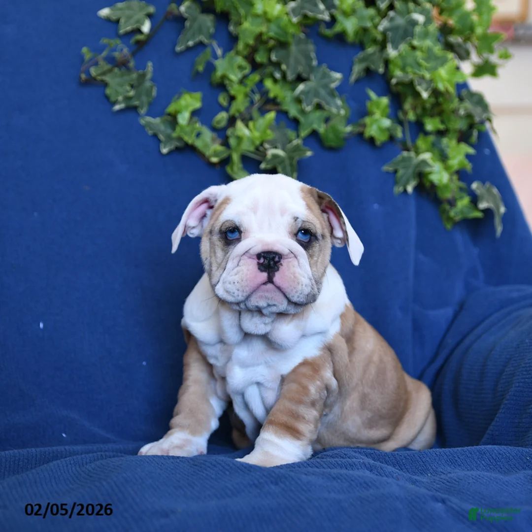 English Bulldog dogs for sale: Fawn - Ad 5