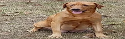 Labrador Retriever dogs for sale: Blue Collar Labrador Puppy - Ad 2