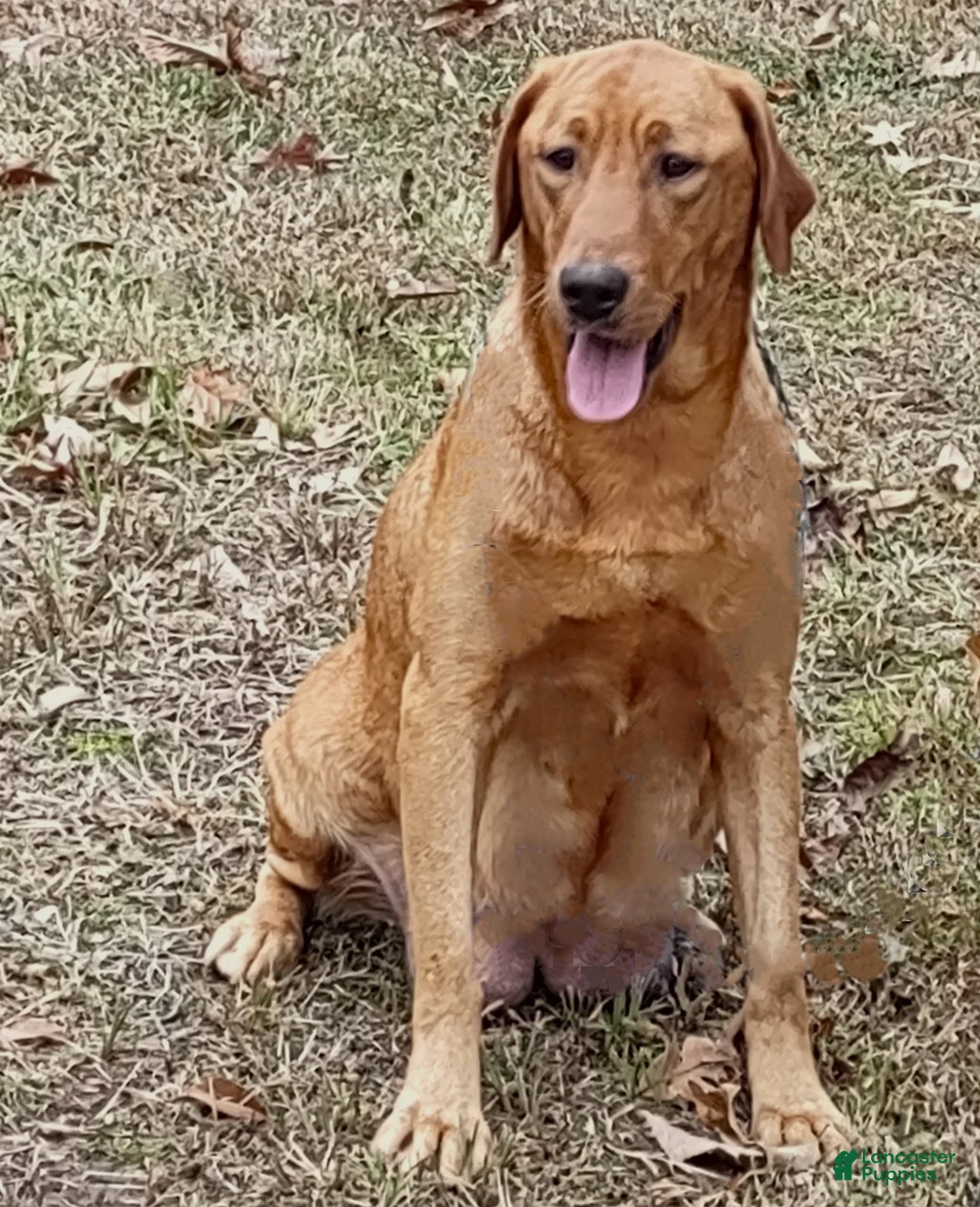 Labrador Retriever dogs for sale: Blue Collar Labrador Puppy - Ad 2