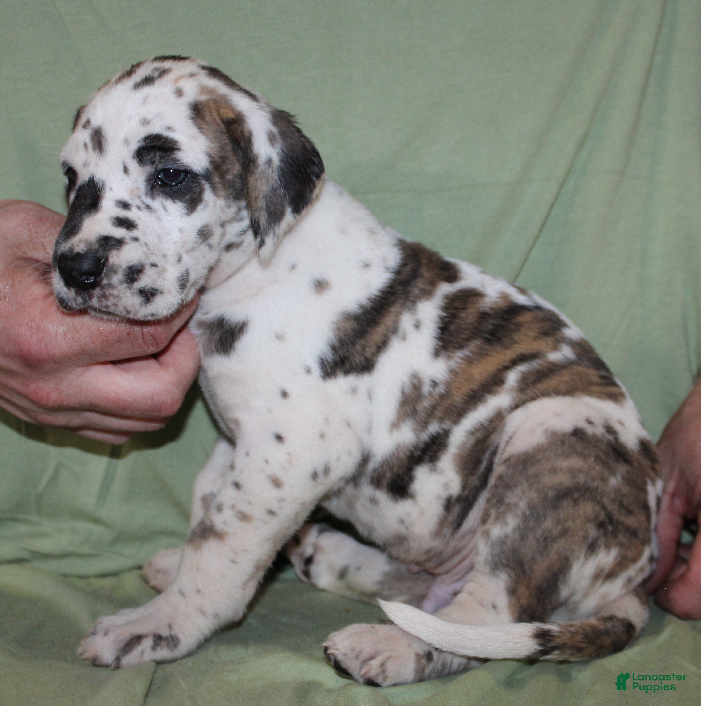 Great Dane dogs Siren - Ad 39