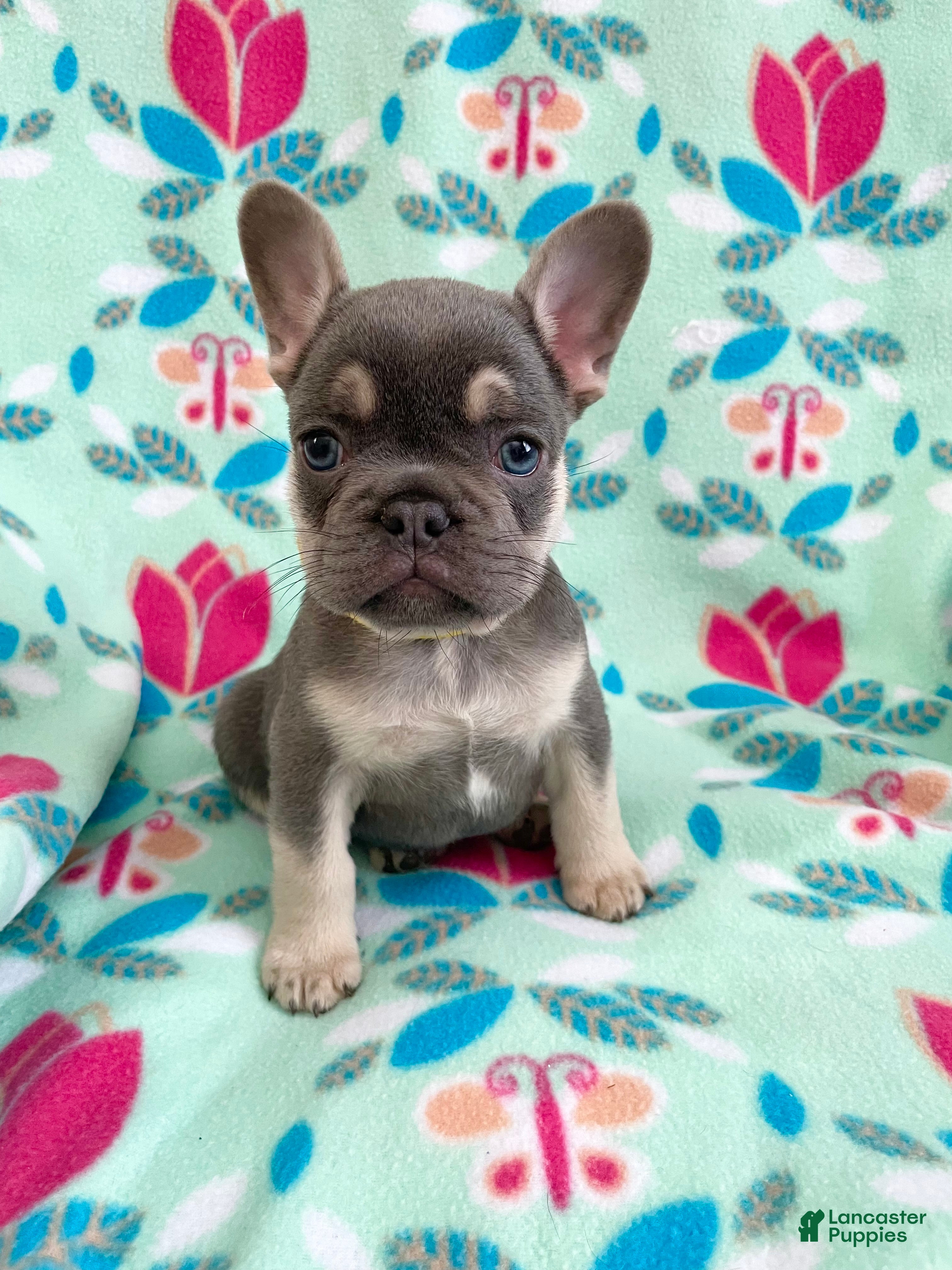 French Bulldog dogs  Puppy 5 - Ad 7