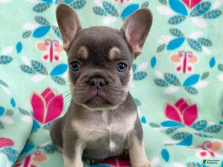 French Bulldog dogs Puppy 5 - Ad 4