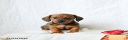 Miniature Dachshund dogs for sale: Coffee - Ad 1