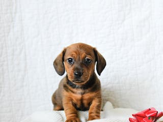 Miniature Dachshund dogs Coffee - Ad 30