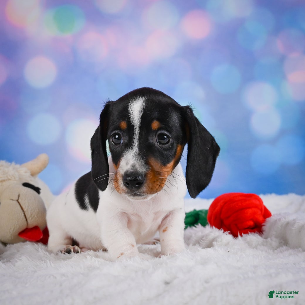 Miniature Dachshund dogs Coby - Ad 2