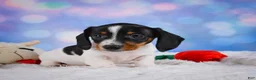 Miniature Dachshund dogs for sale: Coby - Ad 2