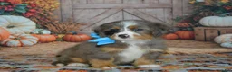 Mini Bernedoodle dogs for sale: Harley  - Ad 2