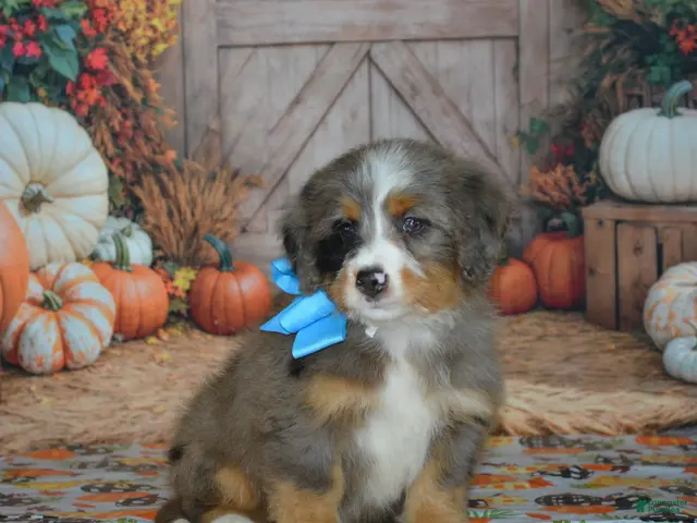 Mini Bernedoodle dogs for sale: Harley - Ad 2