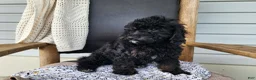 Mini Bernedoodle dogs for sale: Willow - Ad 8