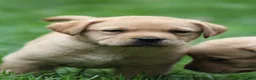 Labrador Retriever dogs for sale: Finn - Ad 3