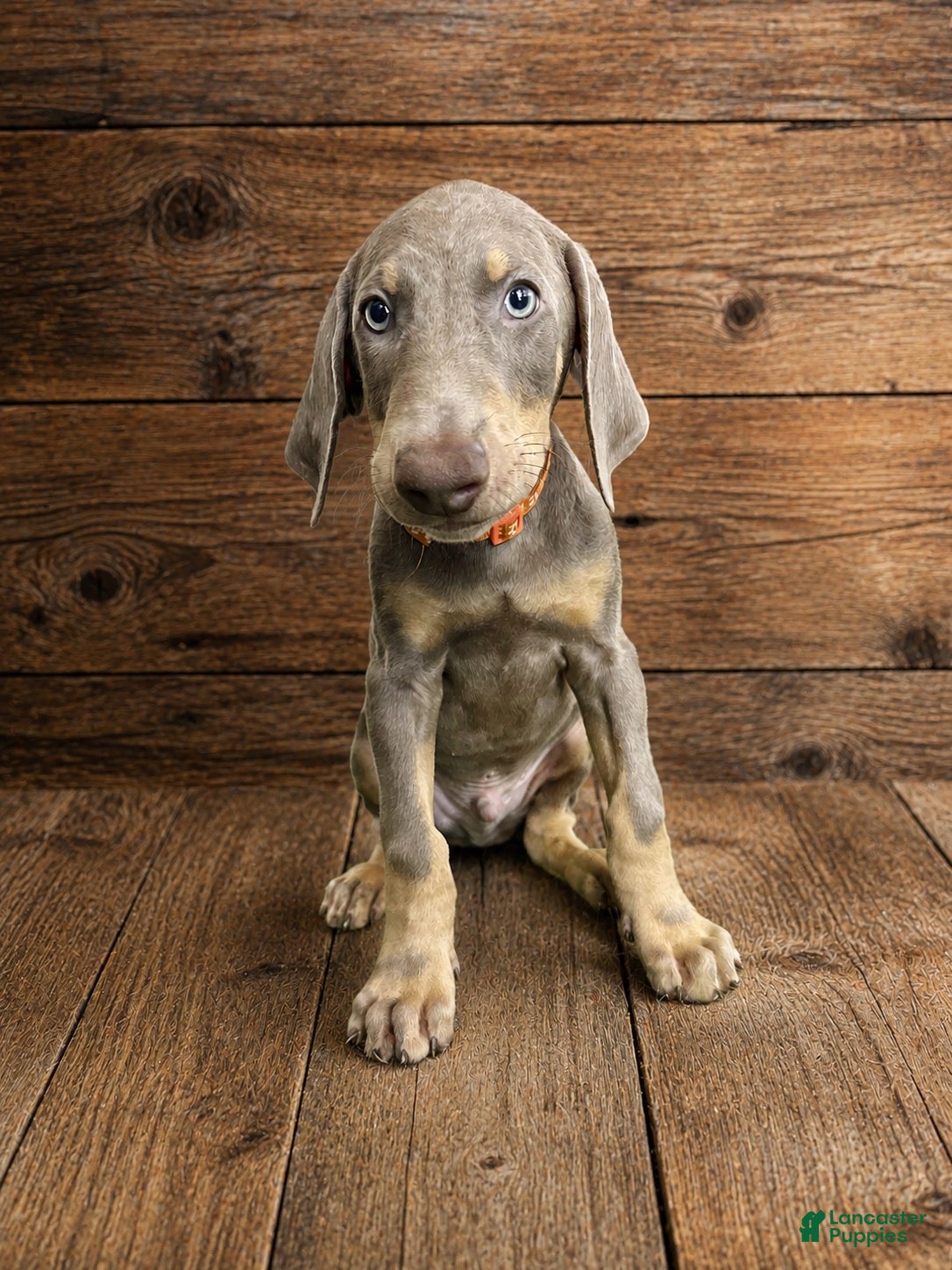 Doberman Pinscher dogs Orange collar male  - Ad 1