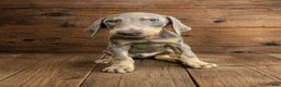 Doberman Pinscher dogs for sale: Orange collar male  - Ad 1