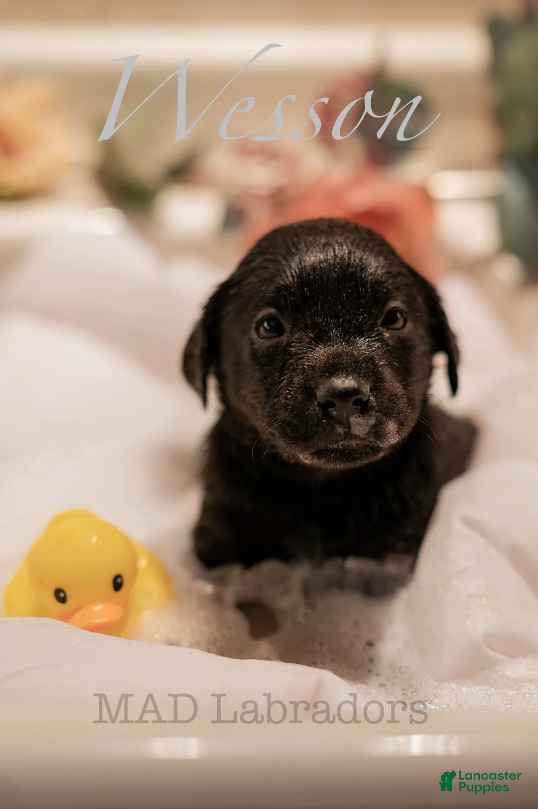 Labrador Retriever dogs for sale: Wesson - Ad 2