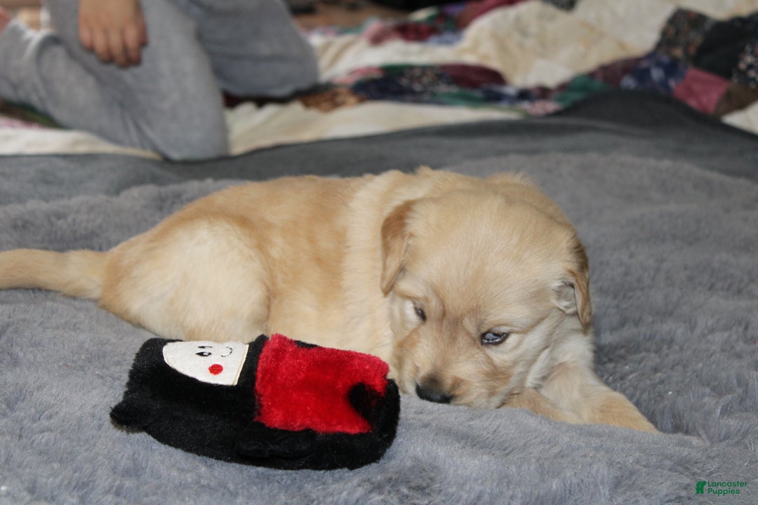 Golden Retriever dogs for sale: Freddie - Ad 4